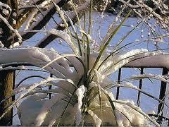 téléchargement PROTEGEZ VOS PLANTES DU FROID