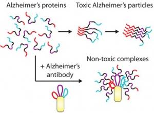 ALZHEIMER, PARKINSON: De puissants anticorps thérapeutiques contre les plaques amyloïdes  – PNAS