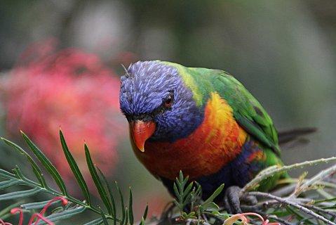 Perroquet à Sydney