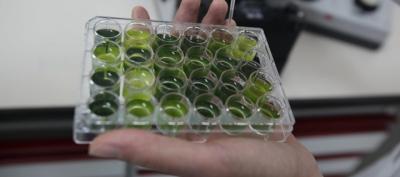 Biocarburant à base de microalgues biocarburants,énergies renouvelables,énergies,algues vertes,algues,voiture,transport