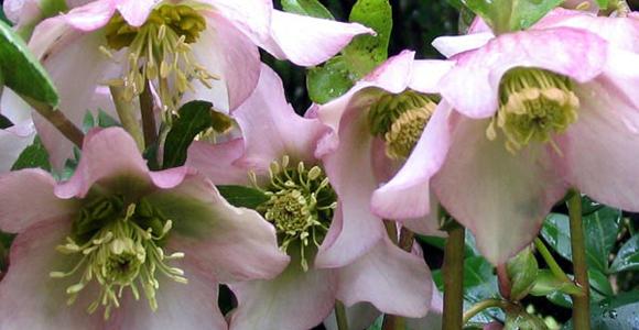 Zoom sur les roses de noël ou Hellebores