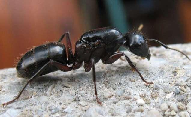 Le saviez-vous ► Longévité d’une fourmi