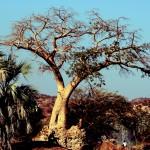 baobab epupa