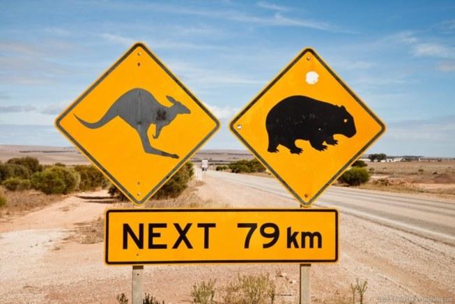 Plans sur iPhone, rend les routes australiennes dangereuses...