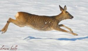 295237_336957919685476_2068901075_n De belles cartes postales