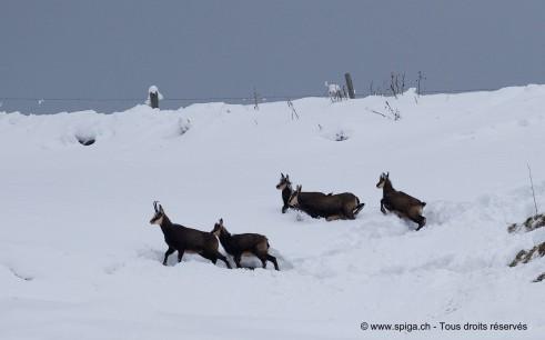 Chamois dans la neige…