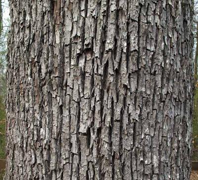 Un très bel arbre en forêt de Commercy : Sorbus domestica