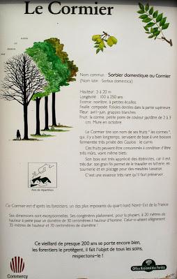 Un très bel arbre en forêt de Commercy : Sorbus domestica