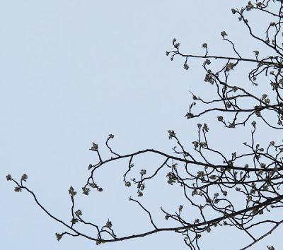 Un très bel arbre en forêt de Commercy : Sorbus domestica