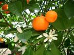 Le fruit de saison : La mandarine recette et histoire