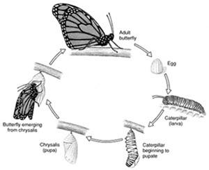 Cycle de Vie du Papillon Monarque