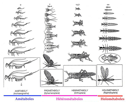 Différents modes de développement chez les insectes