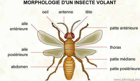 Morphologie d'un Insecte Volant