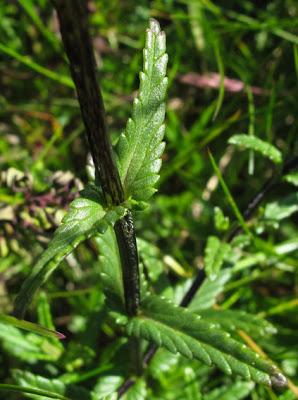 Rhinanthus minor (Rhinanthe à petites fleurs)