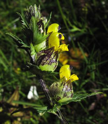 Rhinanthus minor (Rhinanthe à petites fleurs)
