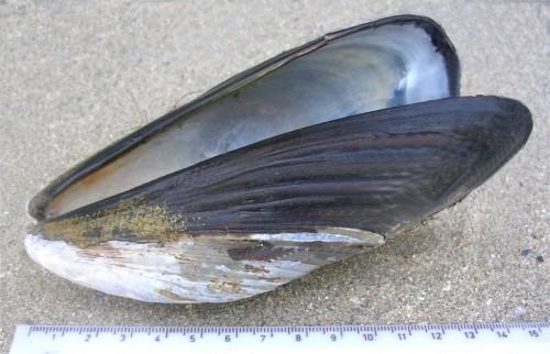 La colle des moules au service de la médecine moules,colle,médecine