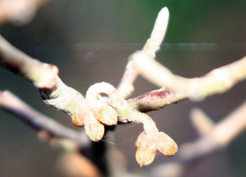 Hamamelis vernalis hamam b fl romi 8 nov 049.jpg