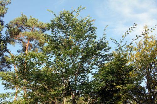 2 zelkova sinica gb 21 oct 2012 189.jpg