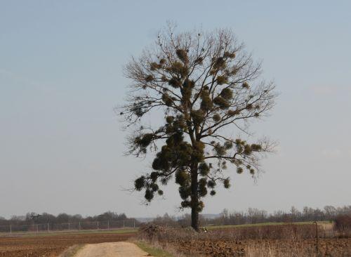 Viscum album 1 viscum romi 9 mars 2012 001.jpg