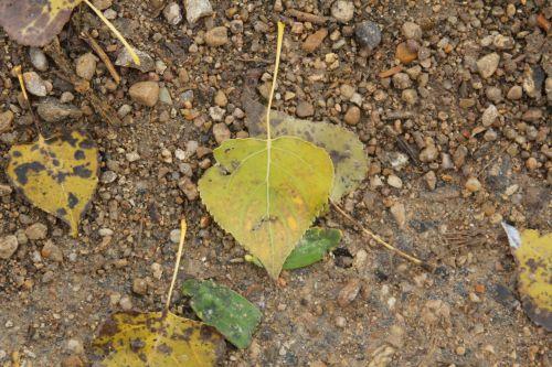 Viscum album 3 romi 19 nov 2012 006.jpg