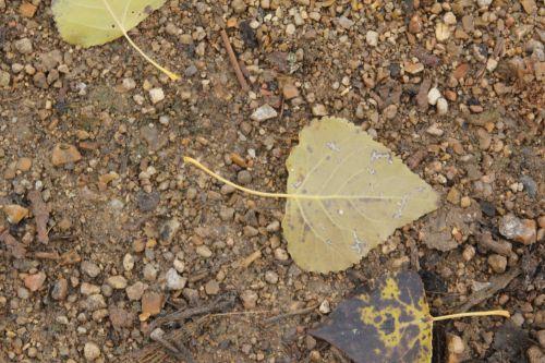 Viscum album 4 romi 19 nov 2012 007.jpg