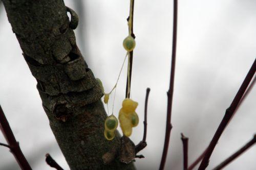 Viscum album viscum 1 jan 2011 010.jpg
