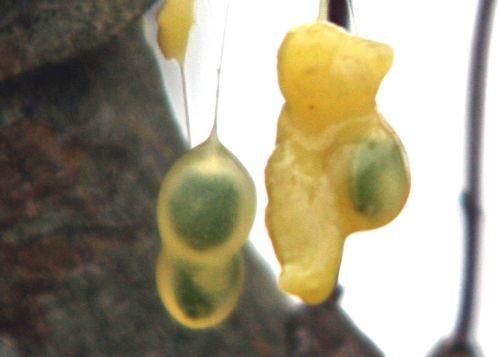 Viscum album viscum embryons 1 jan 2011 012.jpg