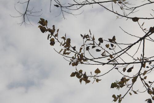 Viscum album 2 romi 19 nov 2012 005.jpg