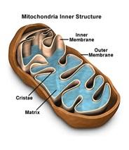 DIABÈTE, OBÉSITÉ: Des chercheurs manipulent l’activité mitochondriale du tissu adipeux – Nature Medicine