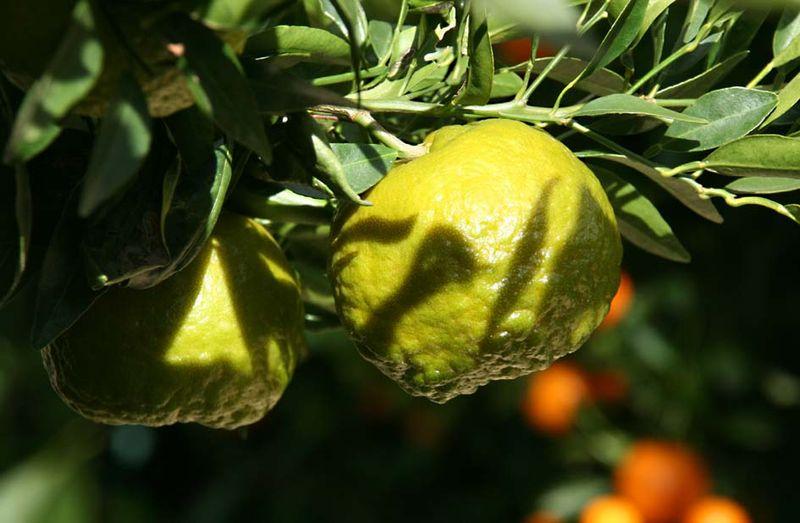 Ponkan citrus réticulata blanco