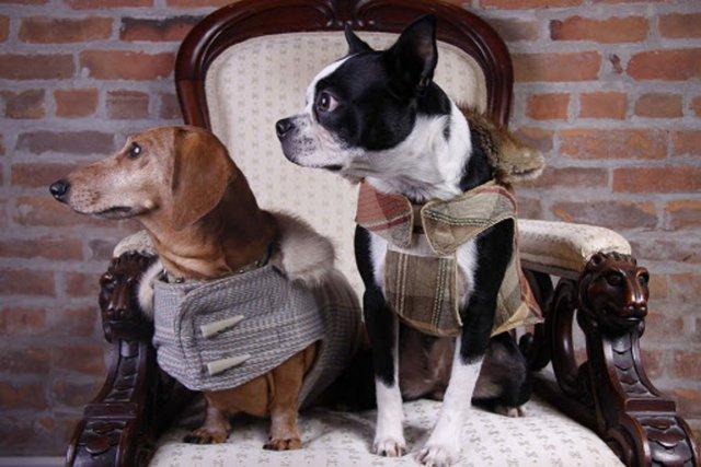Petits manteaux pour chiens fabriqués sur mesure par... (Photo fournie par l'entreprise à Quatre pattes.)