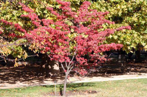 9 cornus kousa chinensis paris 30 oct 2010 077 (1).jpg