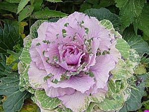 LASAGNES AU CHOU FLEUR ET JAMBON CHOU FLEUR