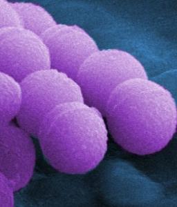 MICROBIOTE intestinal: Et si ces bactéries nous donnaient faim? – Journal of Bacteriology