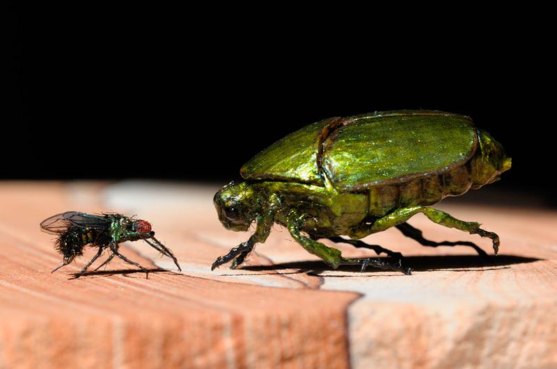 Mouche domestique et coléoptère, Graham Owen