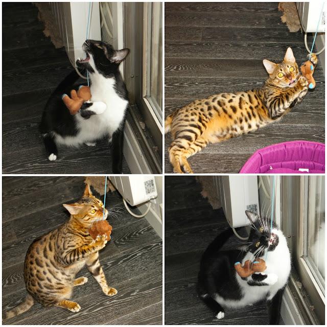 KittyBox (déc 2012), l'art de rendre ses chats dinguos !