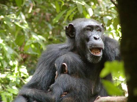 Manifeste pour les grands singes et la nature !