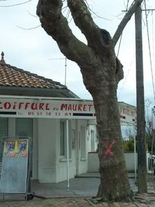 DEVELOPPEMENT DURABLE PLACE DE L'ETOILE ANDERNOS platanes__toile__3_