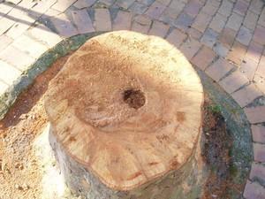 DEVELOPPEMENT DURABLE PLACE DE L'ETOILE ANDERNOS arrachage_platanes_place_de_l__toile_andernos_avril_2008__5_