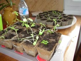 semis de potager en mars. semis de potager en mars.