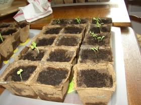 semis de potager en mars. semis de potager en mars.