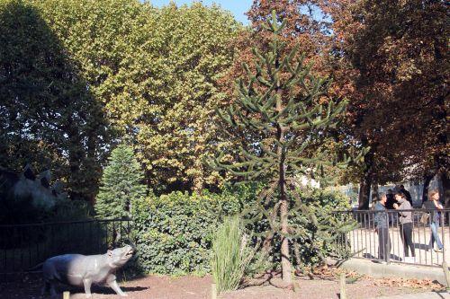 1 araucaria paris 23 oct 2011 002.jpg