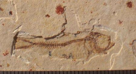 une sardine égarée dans le désert med_gallery_2325_822_34541