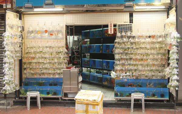marche-poissons-rouges Marché aux poissons rouges Hong Kong