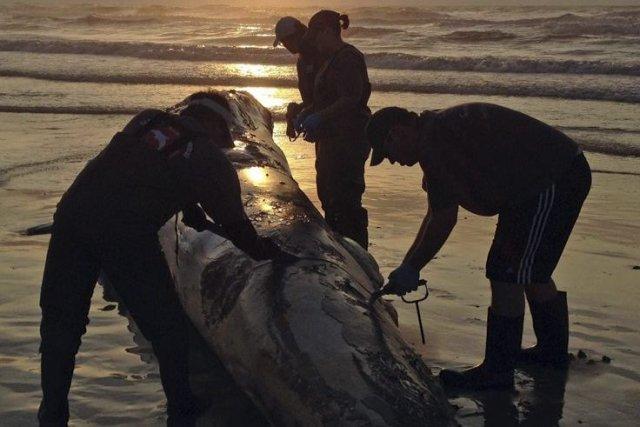 Sur notre photo, une baleine échouée au Texas... (Photo AP)