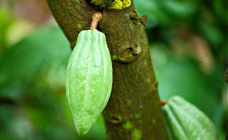 Les enfants-esclaves dans le monde... et l'industrie du cacao ! (2 de 2) Les enfants-esclaves dans le monde... et l'industrie du cacao ! (2 de 2)