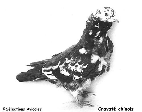 Prophylaxie sanitaire en colombiculture Cravate chinois 3