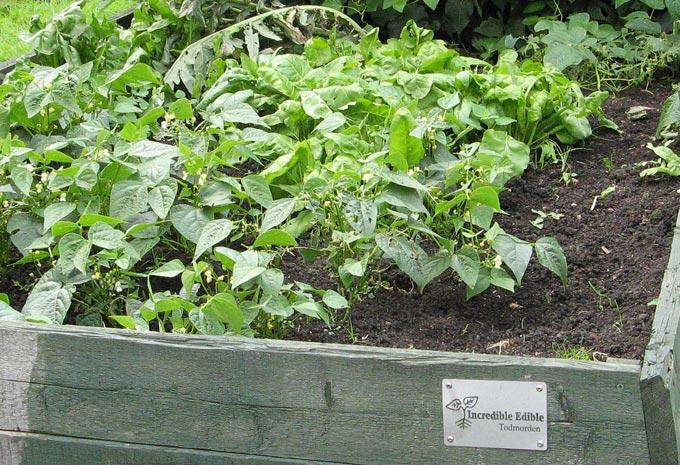 Incredible Edible : des potagers en libre-service Incredible Edible : des potagers en libre-service