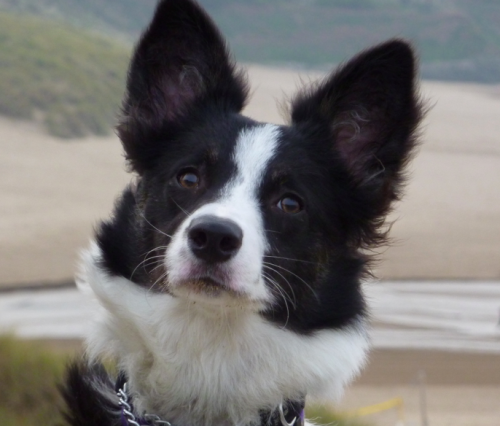 Record de vols de chiens en Belgique Capture d’écran 2012-12-27 à 23.26.58