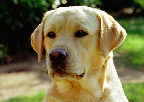 Record de vols de chiens en Belgique Capture d’écran 2012-12-27 à 23.27.38